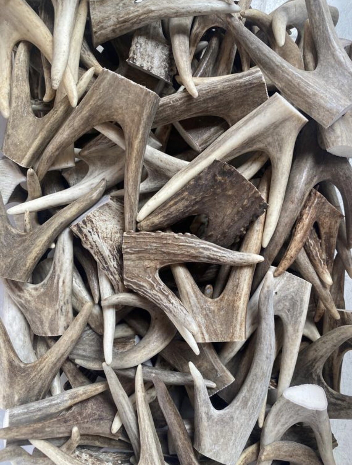 Forked Deer Antler Tips ( 2 pack) Raw Natural Antler **OREGON ANTLER WORKS**