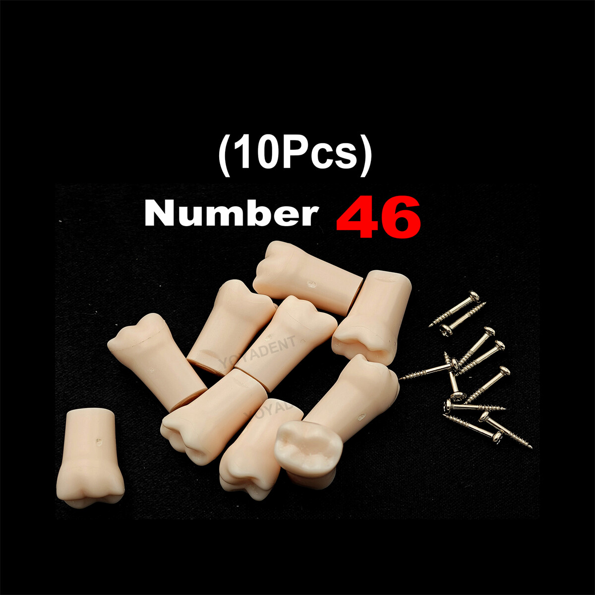 Dental Typodont Teeth Replacement Set of 40 Teeth Kilgore Nissin 500 Fit Screws