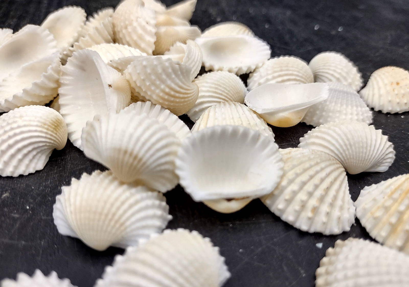 White Ark Clam Seashells Andara Granosa (approx. half cup 35+ shells 0.5+ in.)