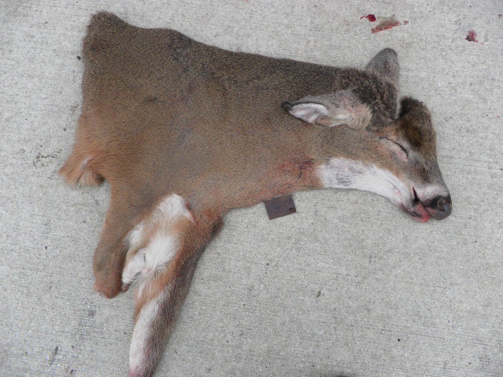 23 to 24" nov red short seam whitetail Deer Cape Taxidermy mount antlers