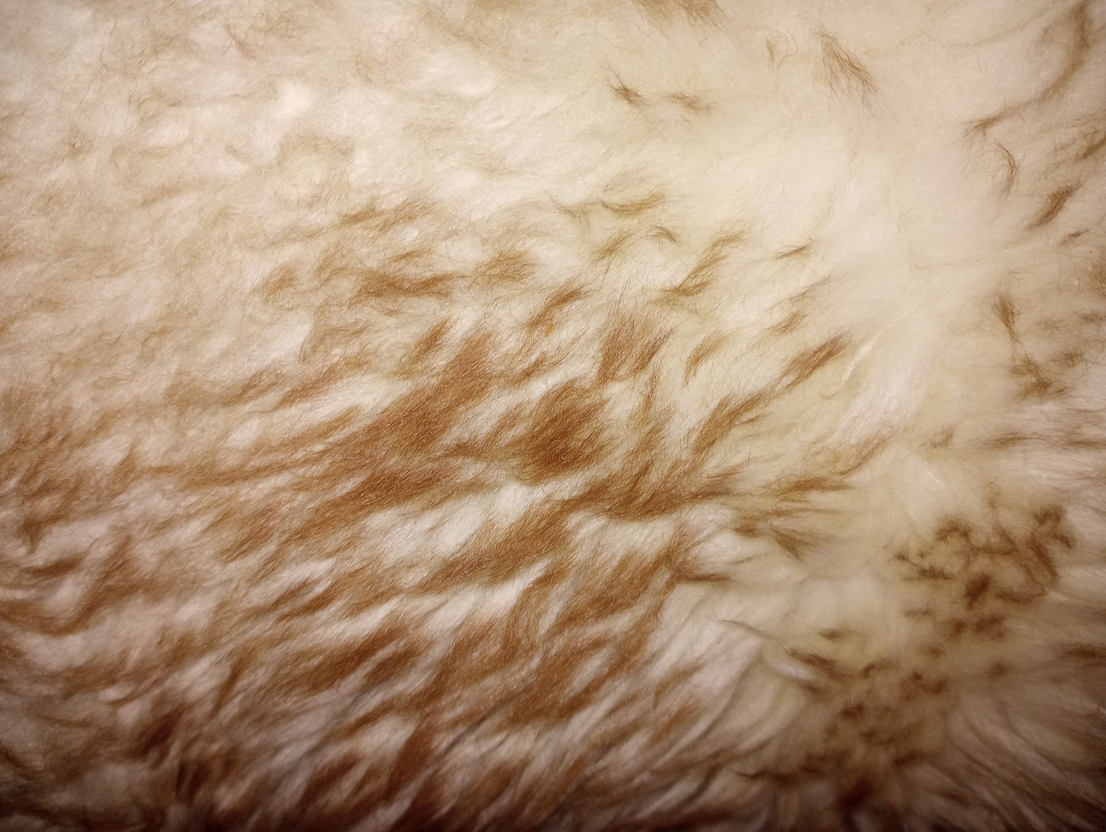 6’ x 3’ Real Lambskin Area Rug KNIGHT 5 Star NEW ZEALAND Or Australian