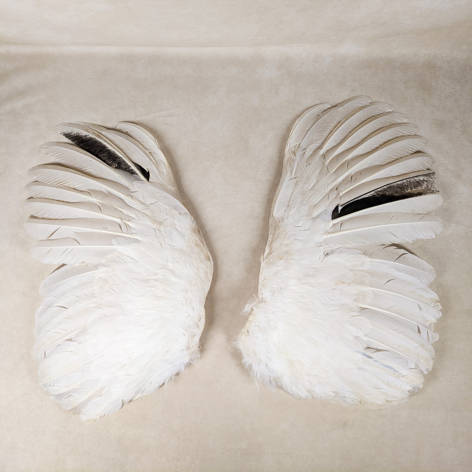 15" Chicken Rooster Wings Taxidermy Oddities curiosities Craft Bird Feather gift