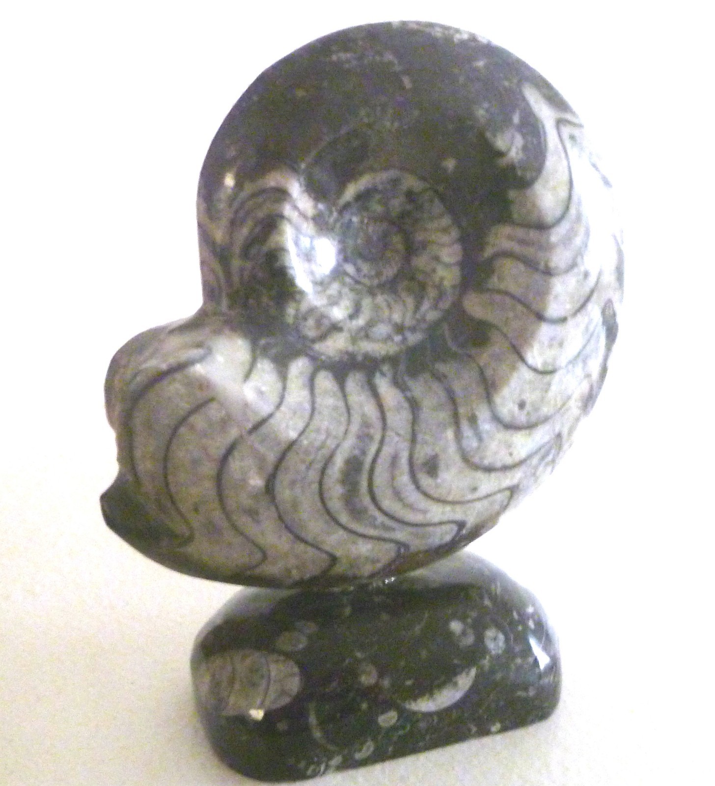 Ammonite Fossil Goniatite On Natural Stand Morocco Black/White Bands