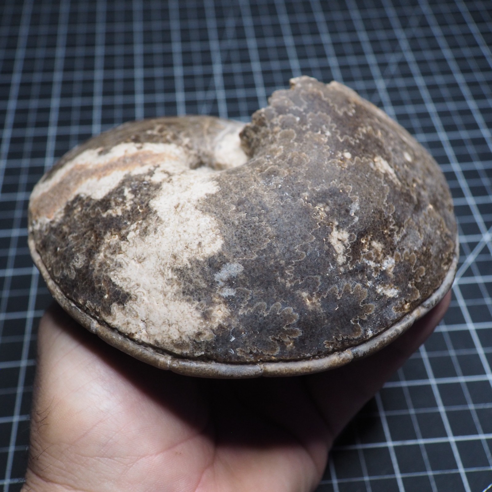 Study Specimen Choffaticeras Ammonite 155 mm 1.7 kg Fossil Siphuncle Cretaceous