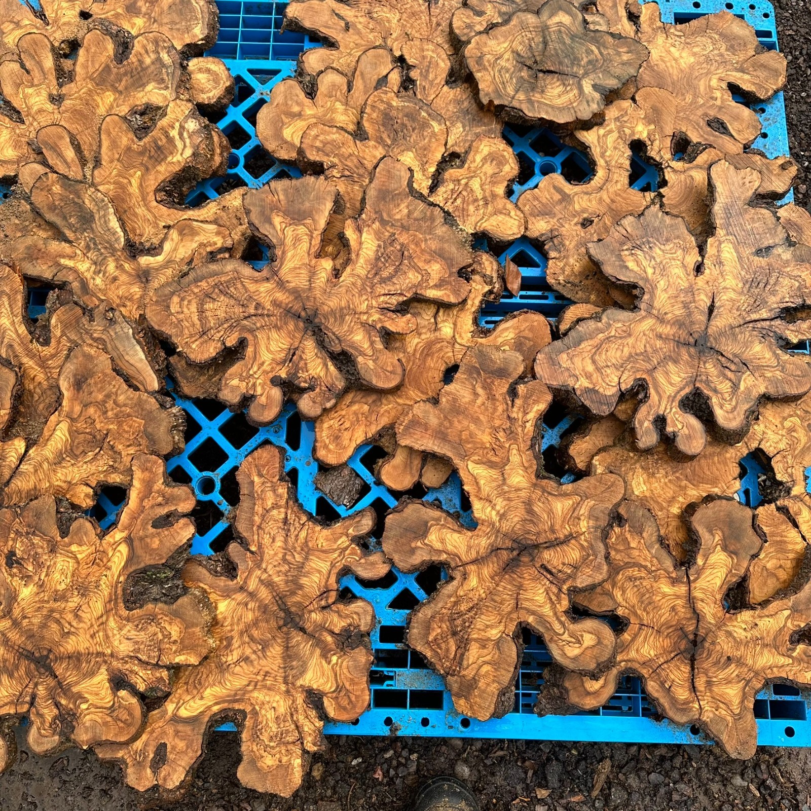 Set of 5 Olive Wood Live Edge Burl Cookies for Resin Projects, Wood Art