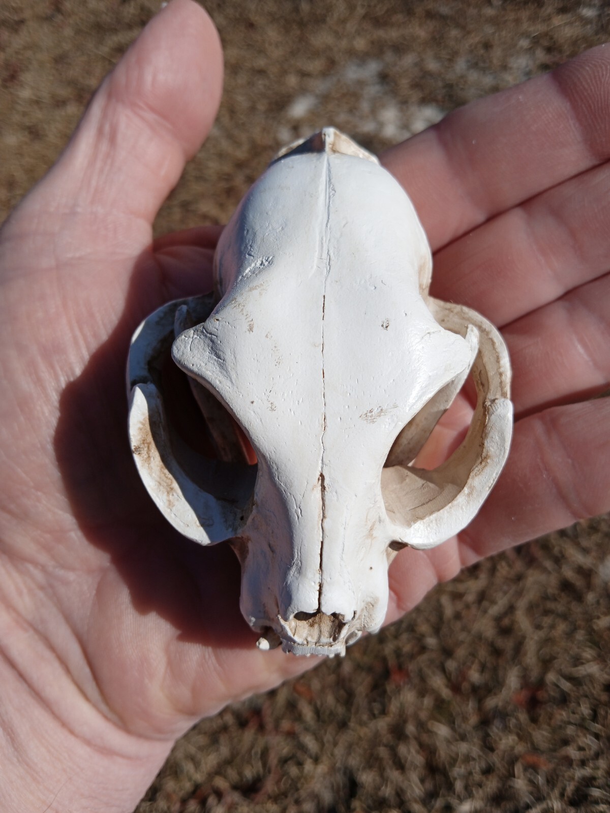 High Quality Replica Resin 😺 Cat Skull. Beautiful Display Cat Skull. Y3