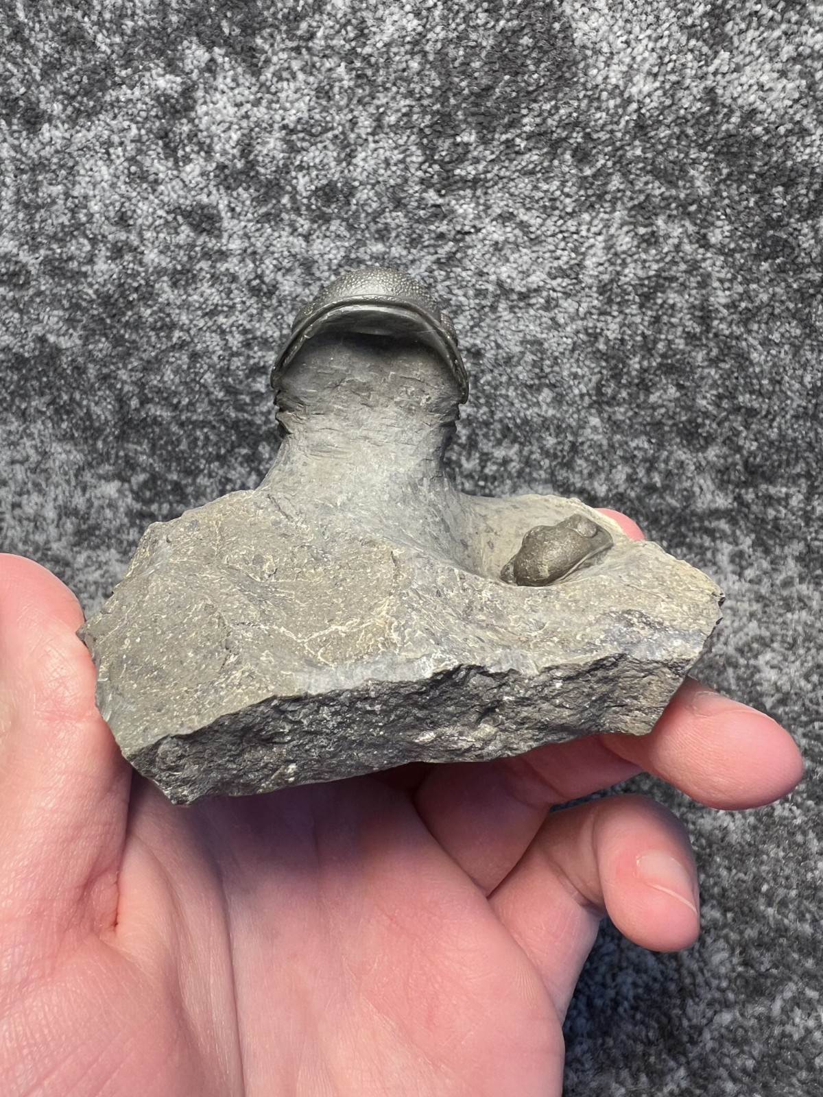 Moroccops sp. Trilobite Fossil – Attractive Collector Specimen