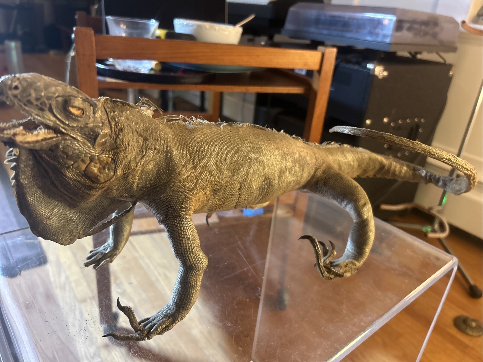 Vintage taxidermy Igauna Lizard, Folk Art, Home Decor, Exotic, Macabre, Rare