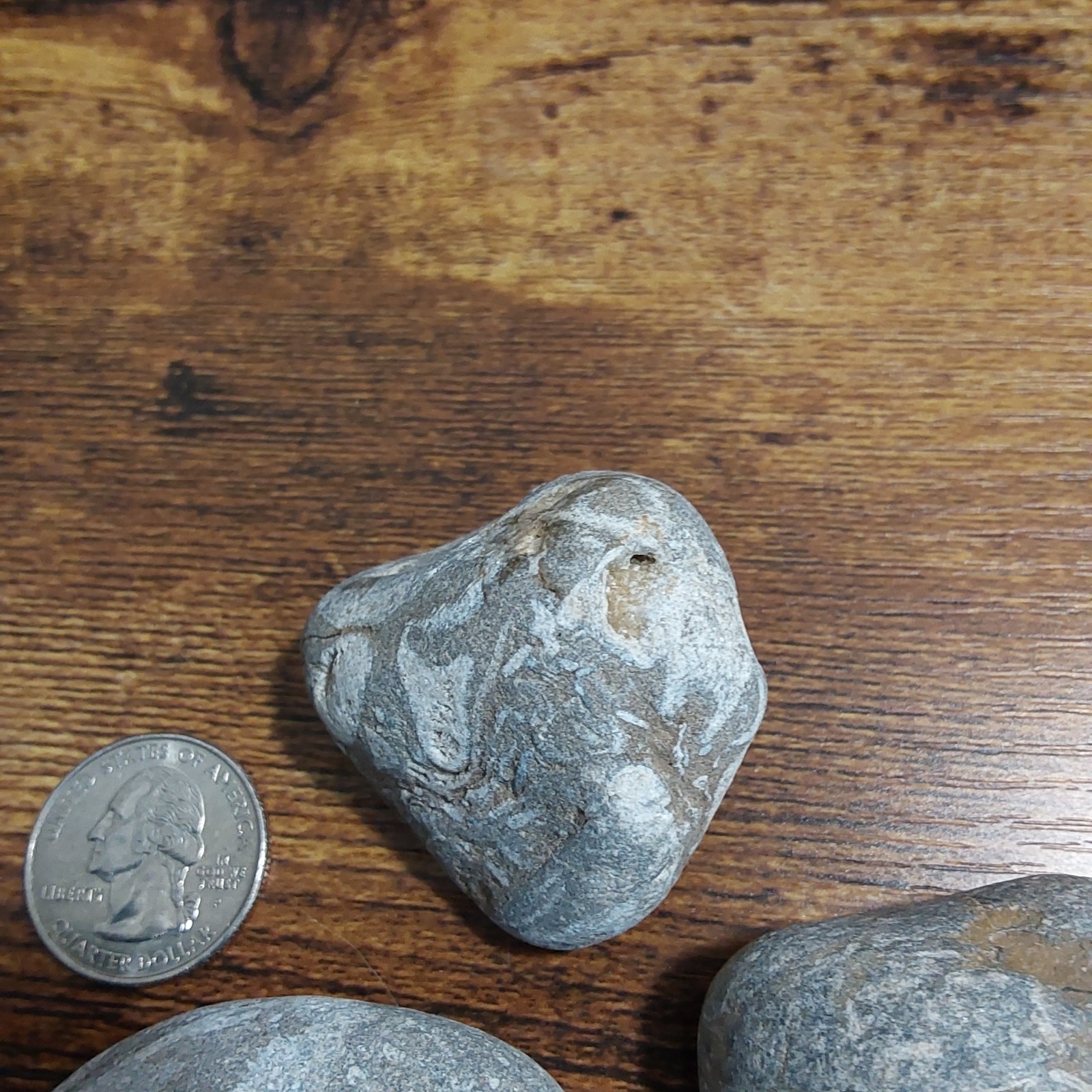 FOSSILS LOT. 5 UNIQUE FOSSILS- Druzy crystals. LOTS OF PICS