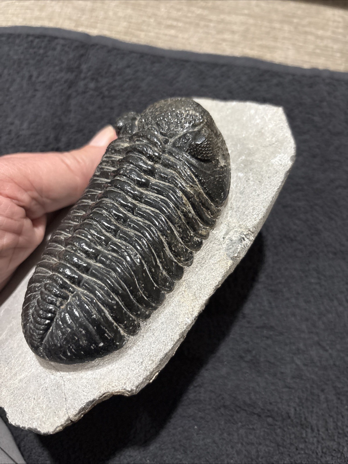 Really Nice Symmetrical 4 1/4+ Inches A Bit Shiny Oddly Cut Underneath Drotops