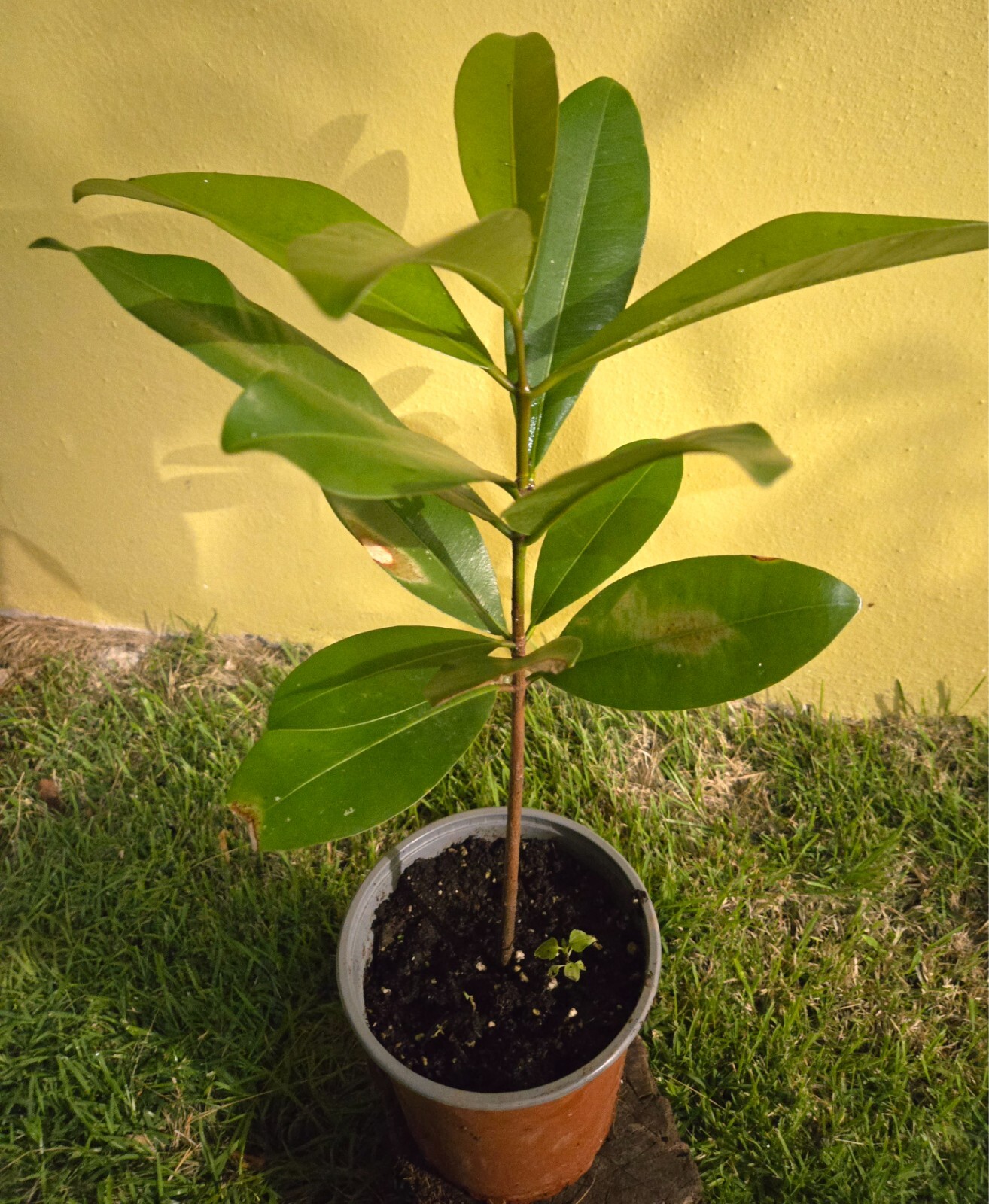 Mamey Tree (Pouteria sapota) Tropic / 1.5 @ 2 Mammea Americana / Free shippin