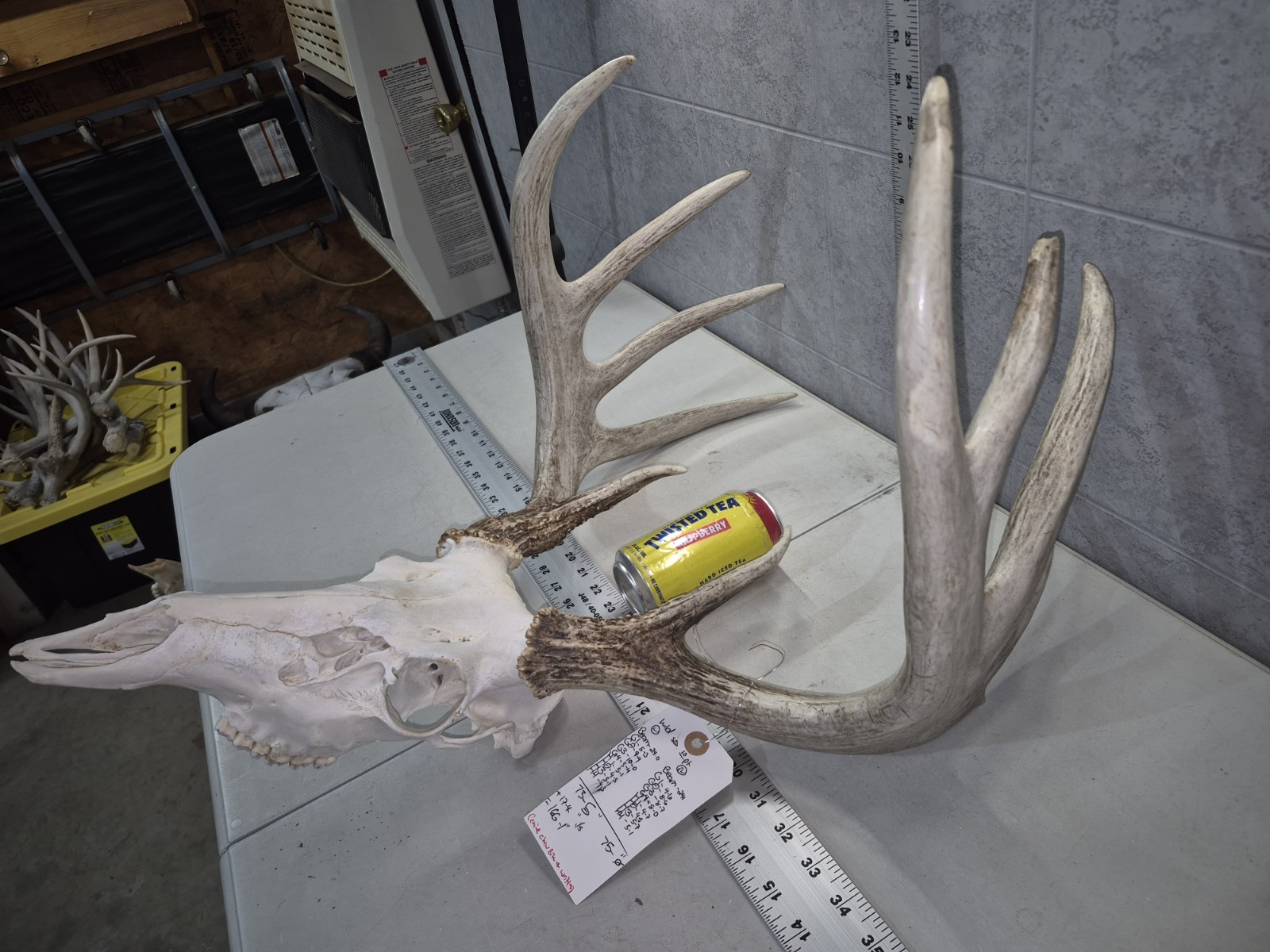 HUGE Wild 10pt 166" Whitetail Deer Skull European Decor Man Cave Taxidermy Buck