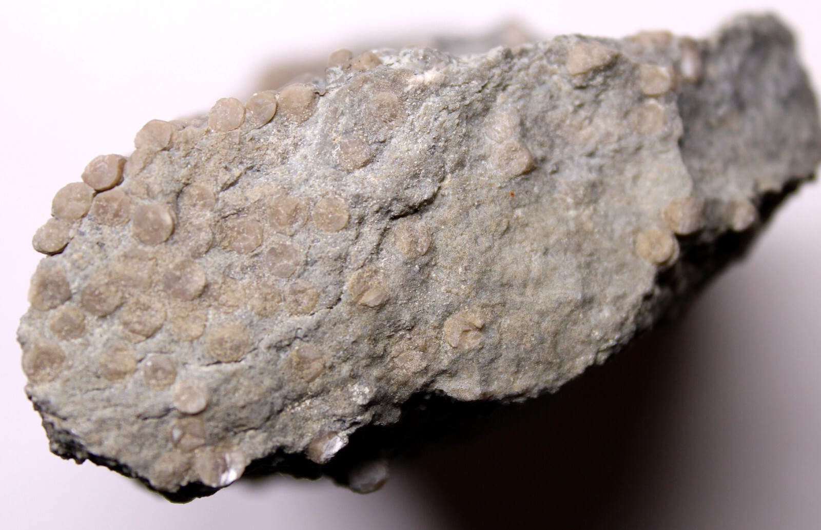 Ectenocrinus Crinoid Stem Log Jam Ordovician Fossils Kope Formation Kentucky