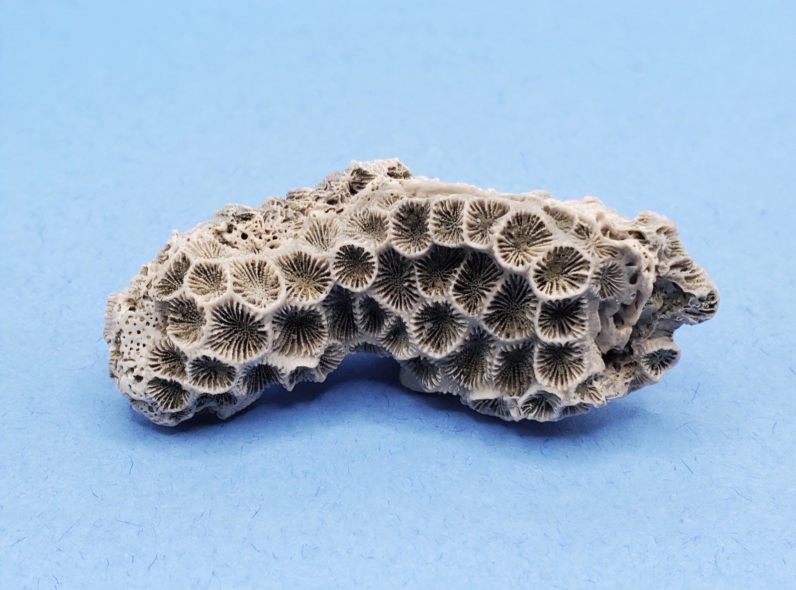 Astrangia Fossilized Coral