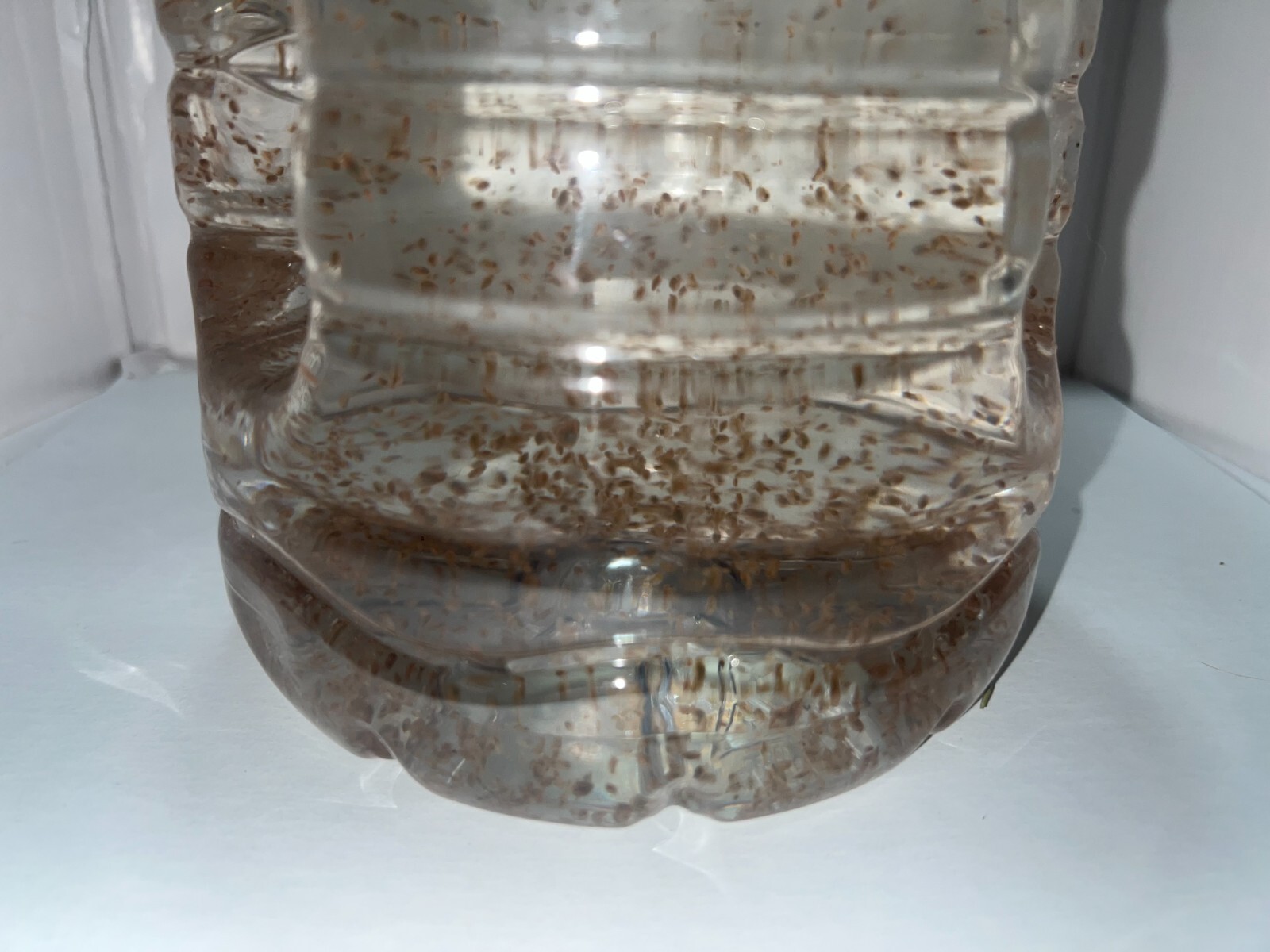 2500 Daphnia Magna (Clean Indoor Culture) Buy 2 get 1 free!