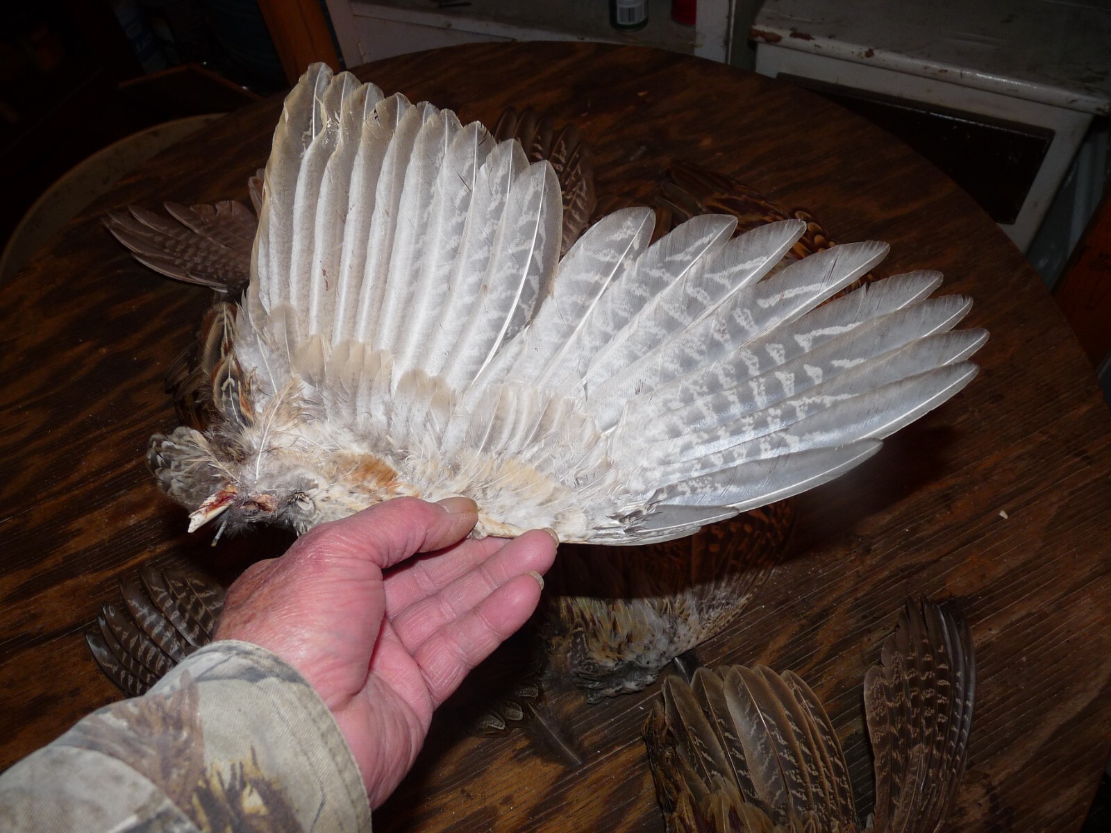 4 Beautiful fanned Pheasant wings 2 PAIRS for crafts dog training NATIVE FAN