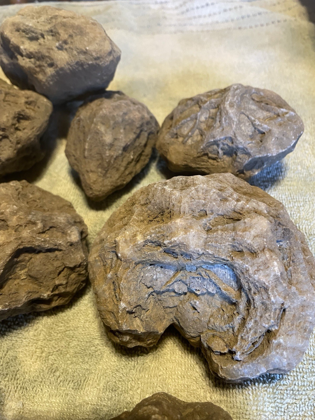 27-KENTUCKY GEODIZED FOSSILS. NICE ONES. 1” TO 5”.