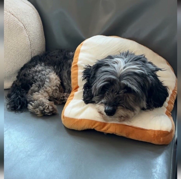 Hombys Soft Dog Cone Collar Toast Shape Spay Neuter Surgery Recovery Size Large