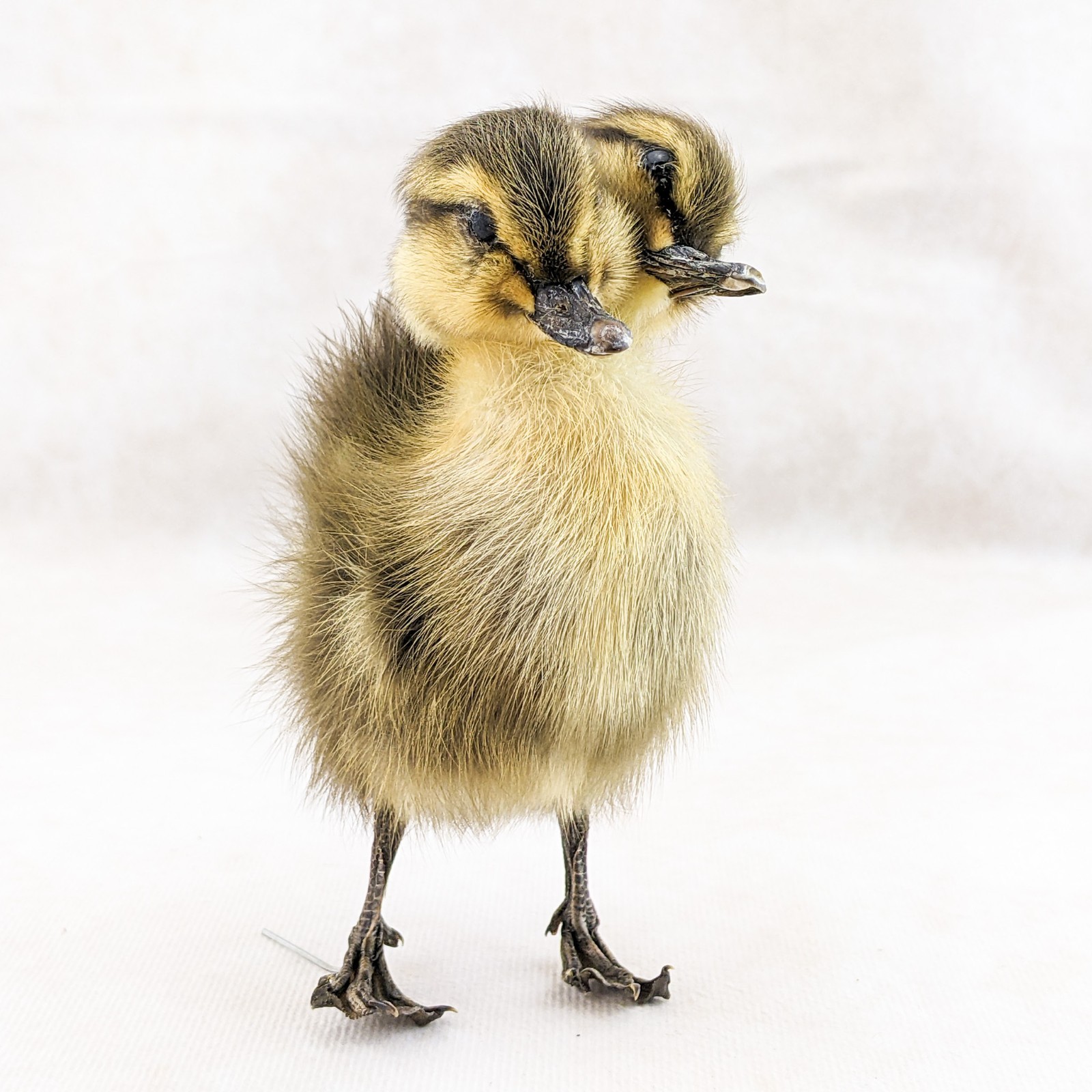 Two 2 Headed Duck Duckling Oddity Curiosity sps: Anas Platyrhynchos domesticu