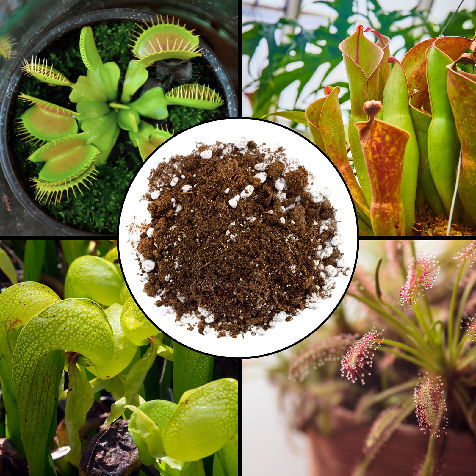 Carnivorous Plant Potting Soil Mix for Venus Fly Trap, Pitcher Plant, Sundew
