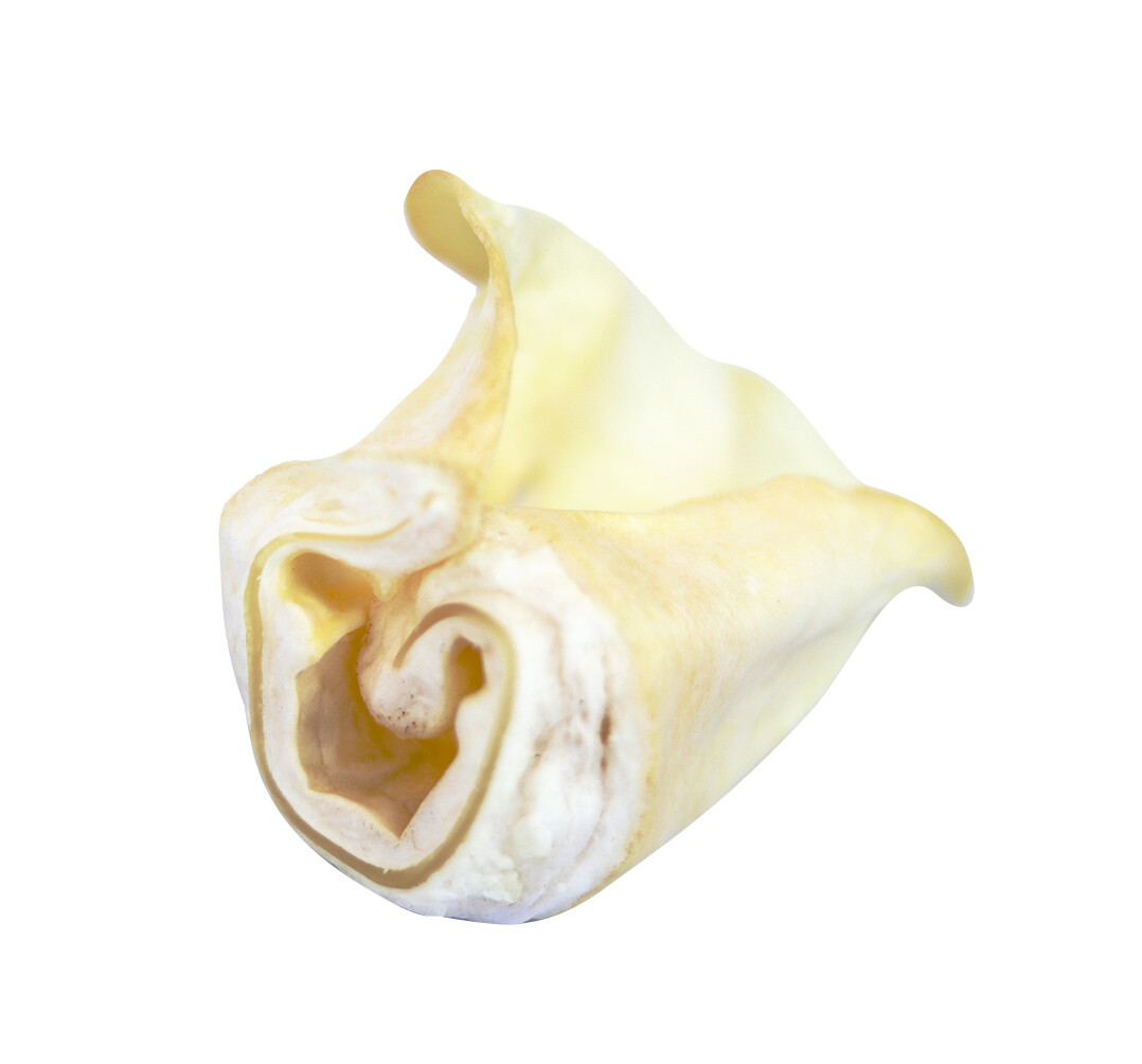 All Natural Beef Cow Ears DOG Treats in bulk Natural Flavor