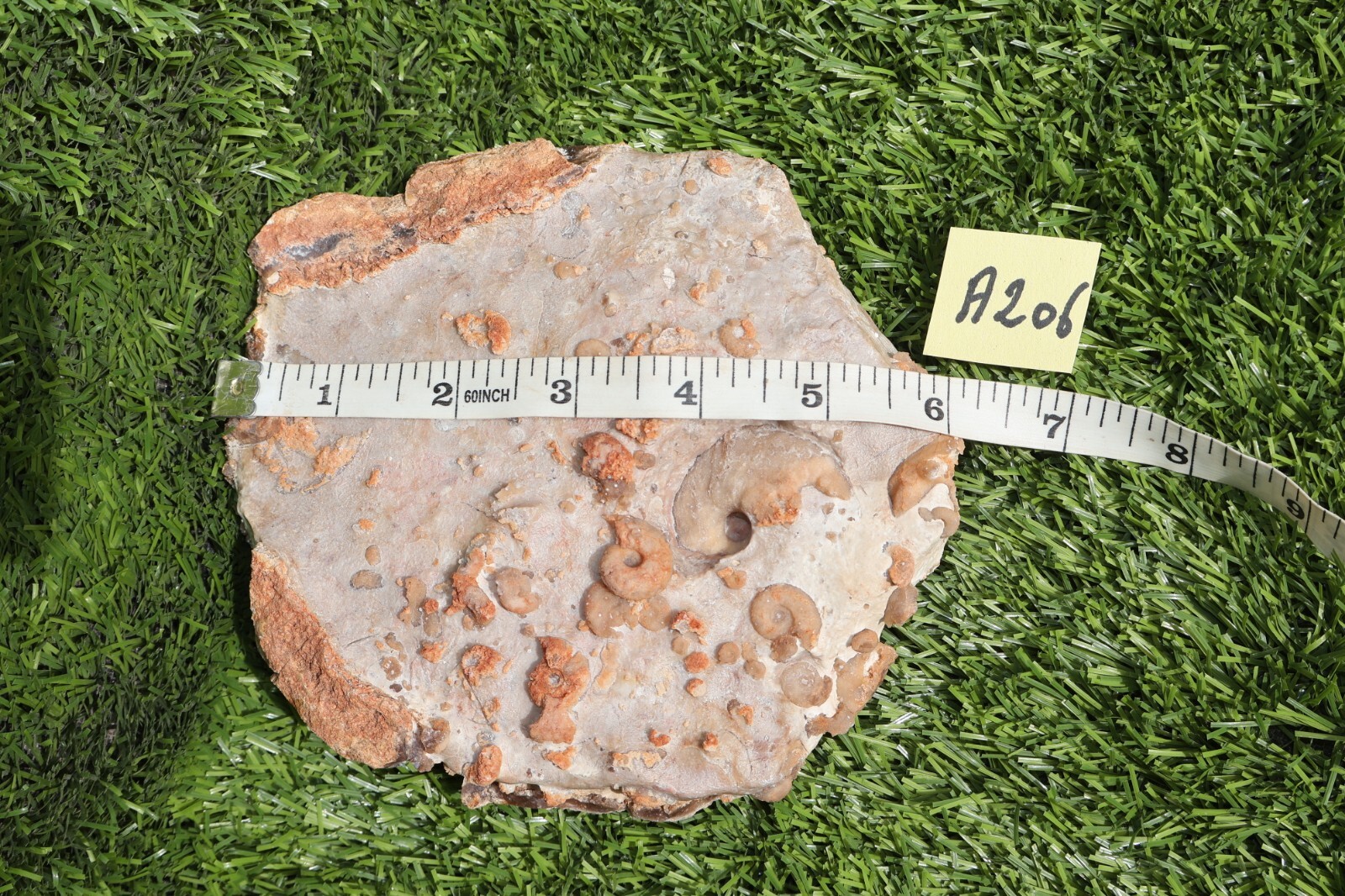 Cretaceous Douvilleiceras And Gastropods Fossil Plate From Morocco Marine Fossil