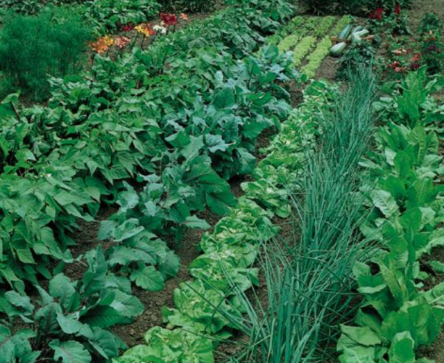 BEST NITRA KING 21-2-4 ALL SEASON LAWN Professional Fertilizer FŪSN technology