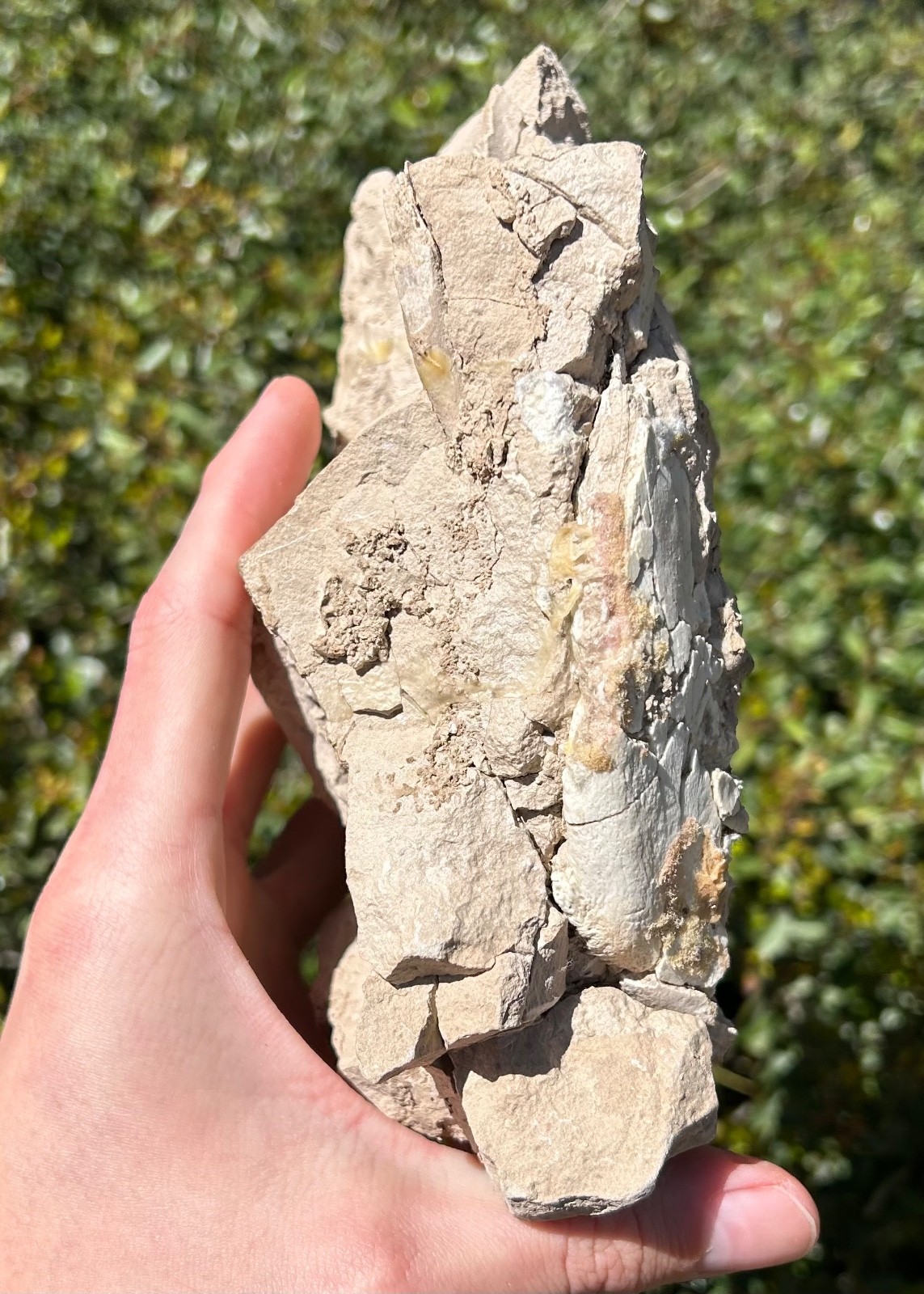 Fossil Oreodont Skull White River Oligocene Mammal Burke Formation Nebraska