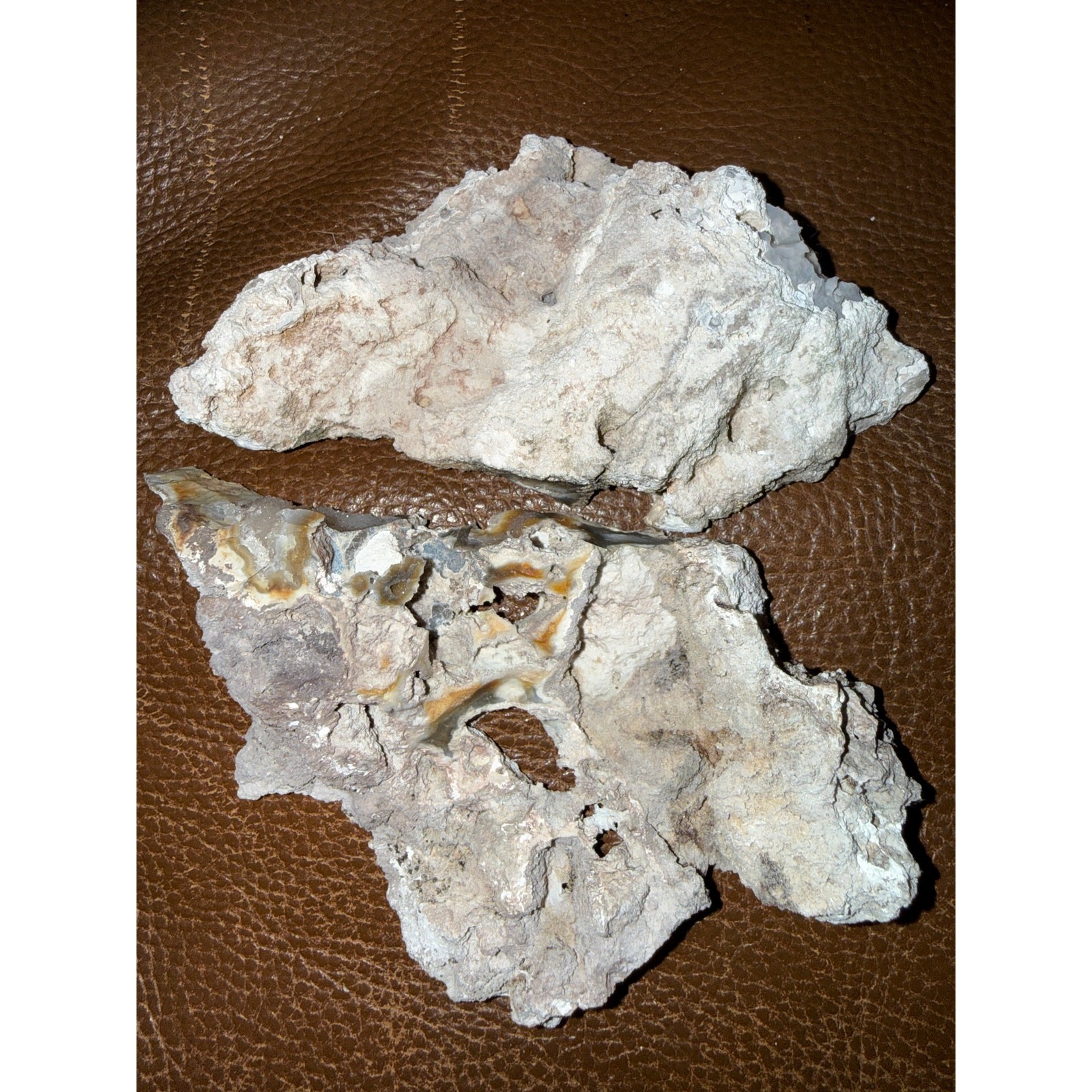 Druzy BLUE Agatized Coral Geode Pair Aucilla River Florida Fluorescent