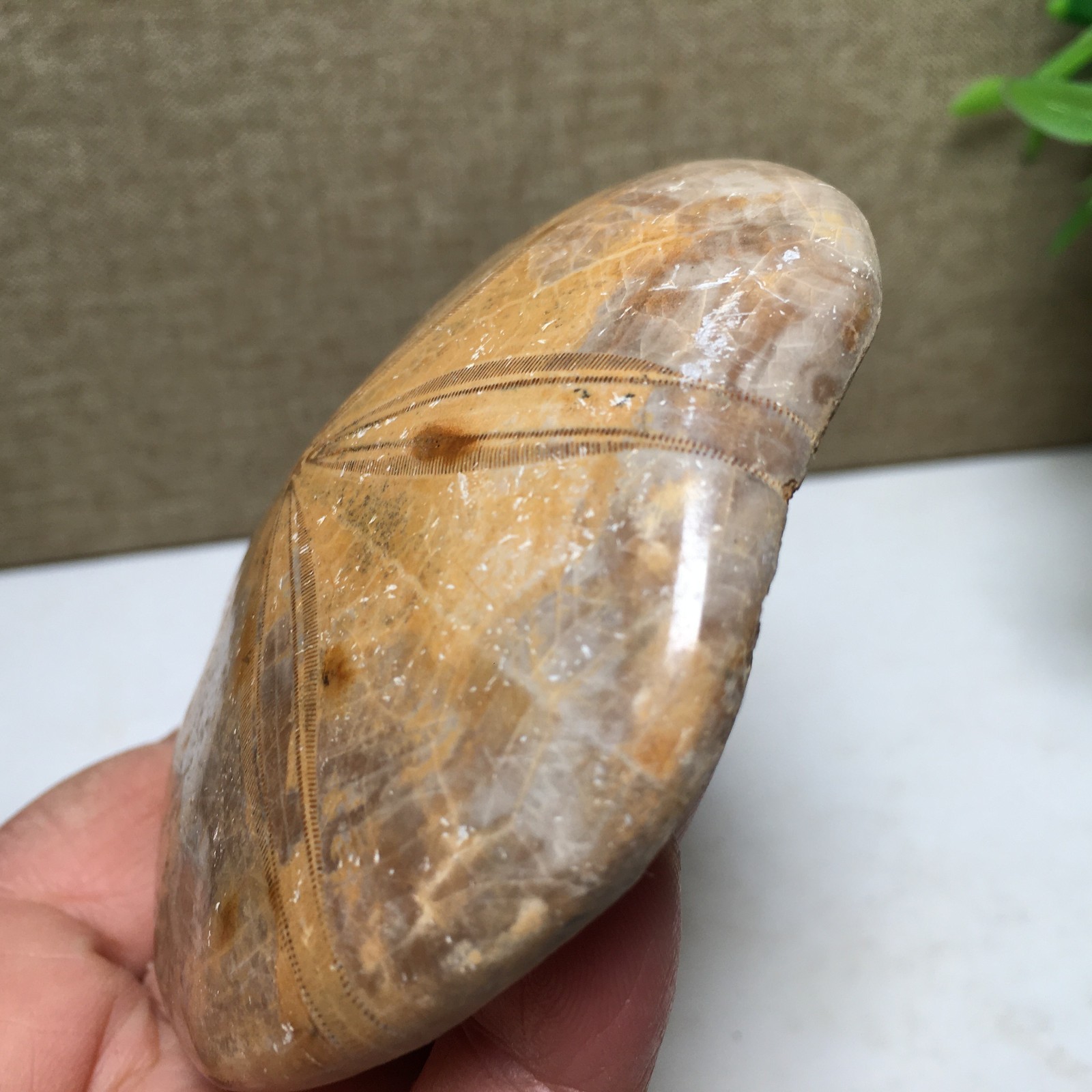 174g Natural Polished sand dollar Crystal Specimen fb770