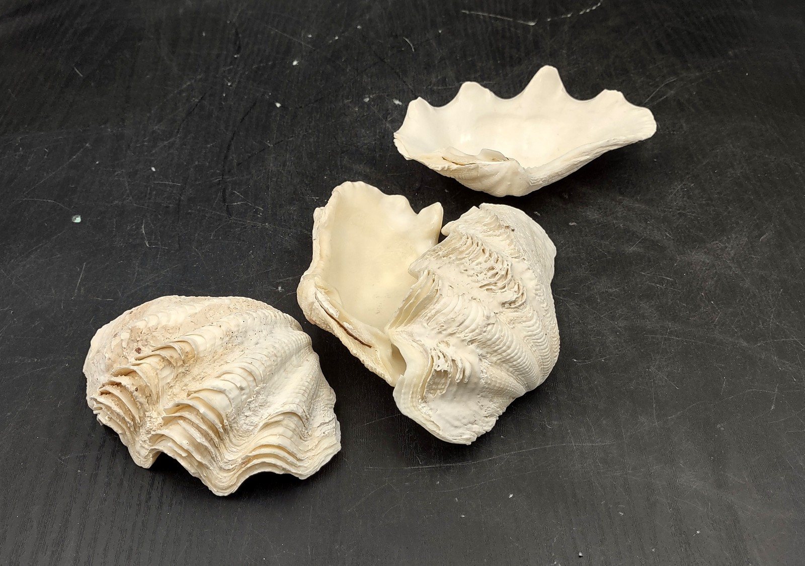 Ruffle Clam Seashell Half Tridacna Squamosa (1 shell approx. 4+ inches)