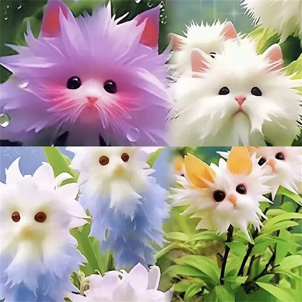 50pc Big Flower Faced Cat Orchid Seeds Are Full Of Fragrant Potted Garden Plants
