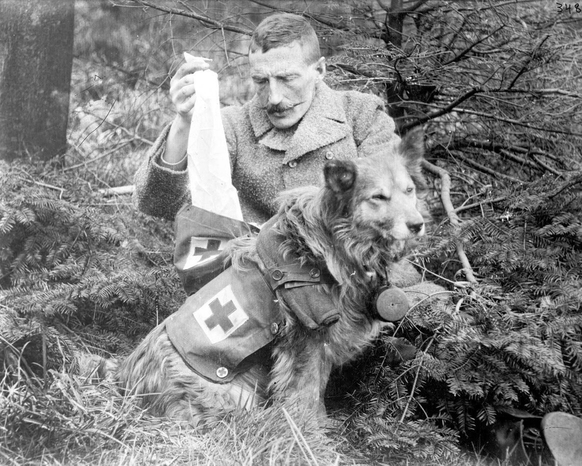 First Ade kit received by a British Dog World War I 8x10 WWI WW1 Photo 81