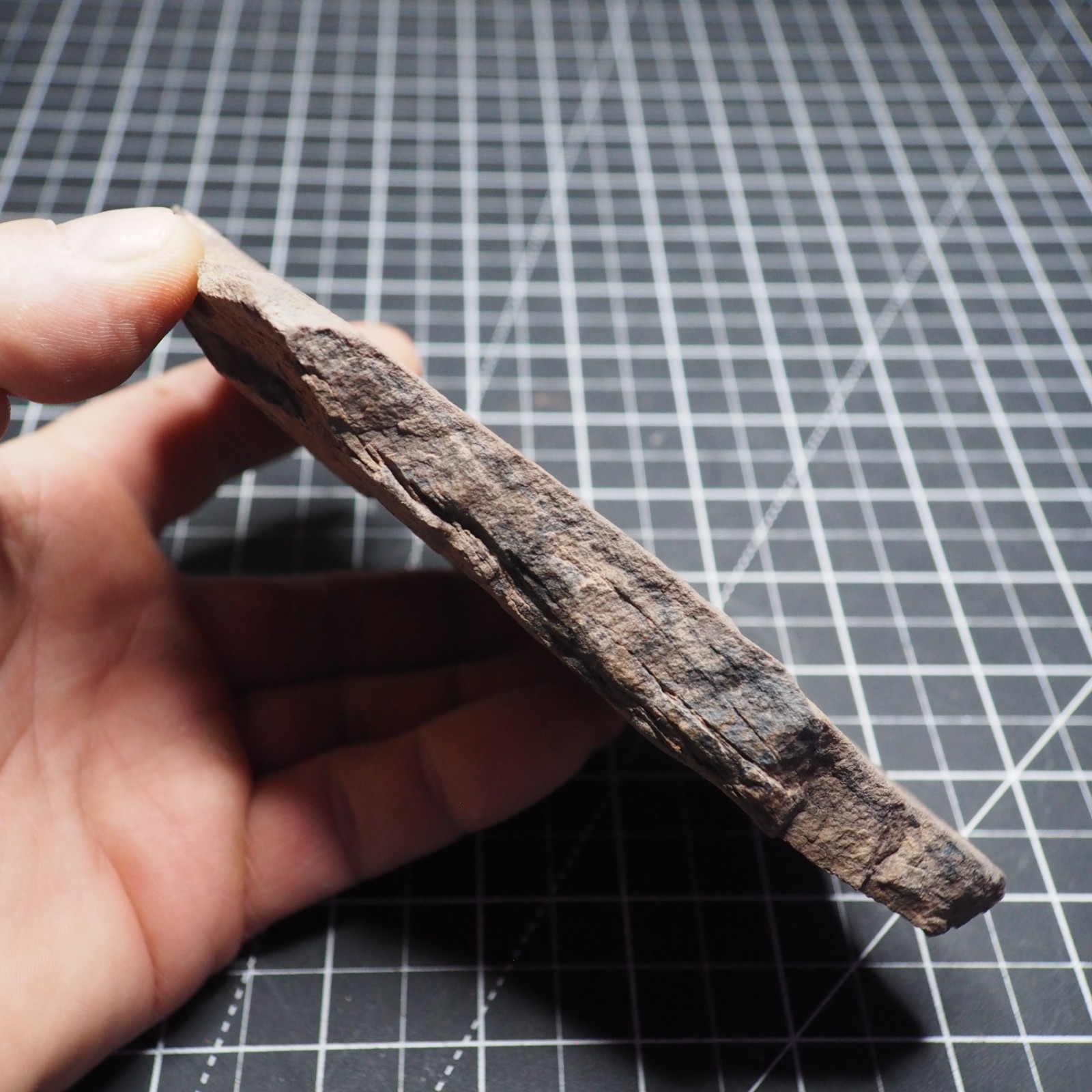 Starfish Feeding Track Ordovician Morocco