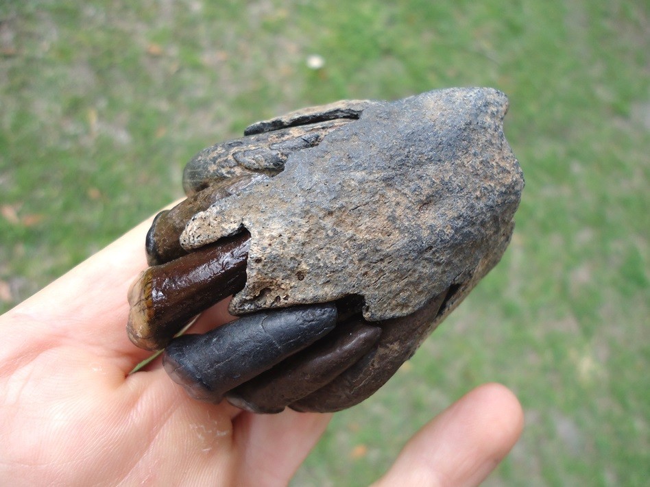 ONE OF A KIND TAPIR PREMAXILLA w/ TEETH FLORIDA FOSSIL ICE AGE EXTINCT JAW SKULL