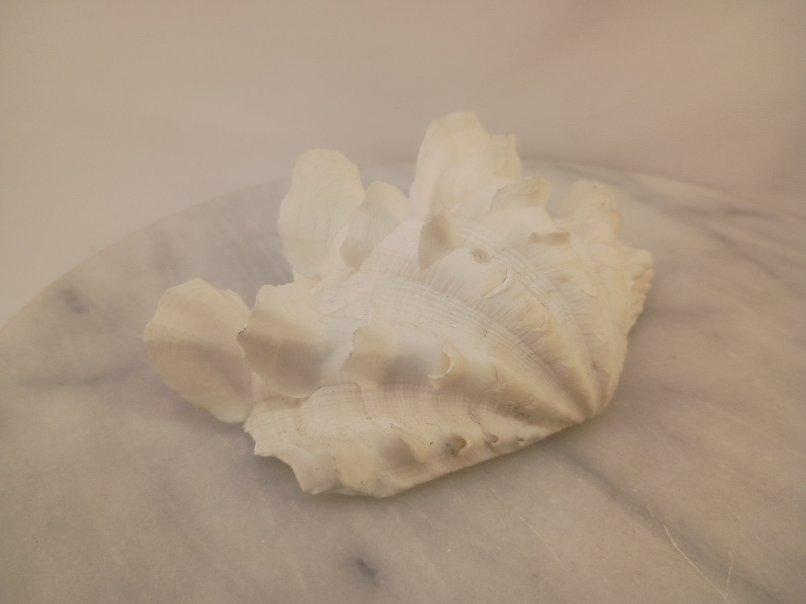 Whole TRIDACNA SQUAMOSA Fluted Clam Shell 5.75" x 4 1/4" White