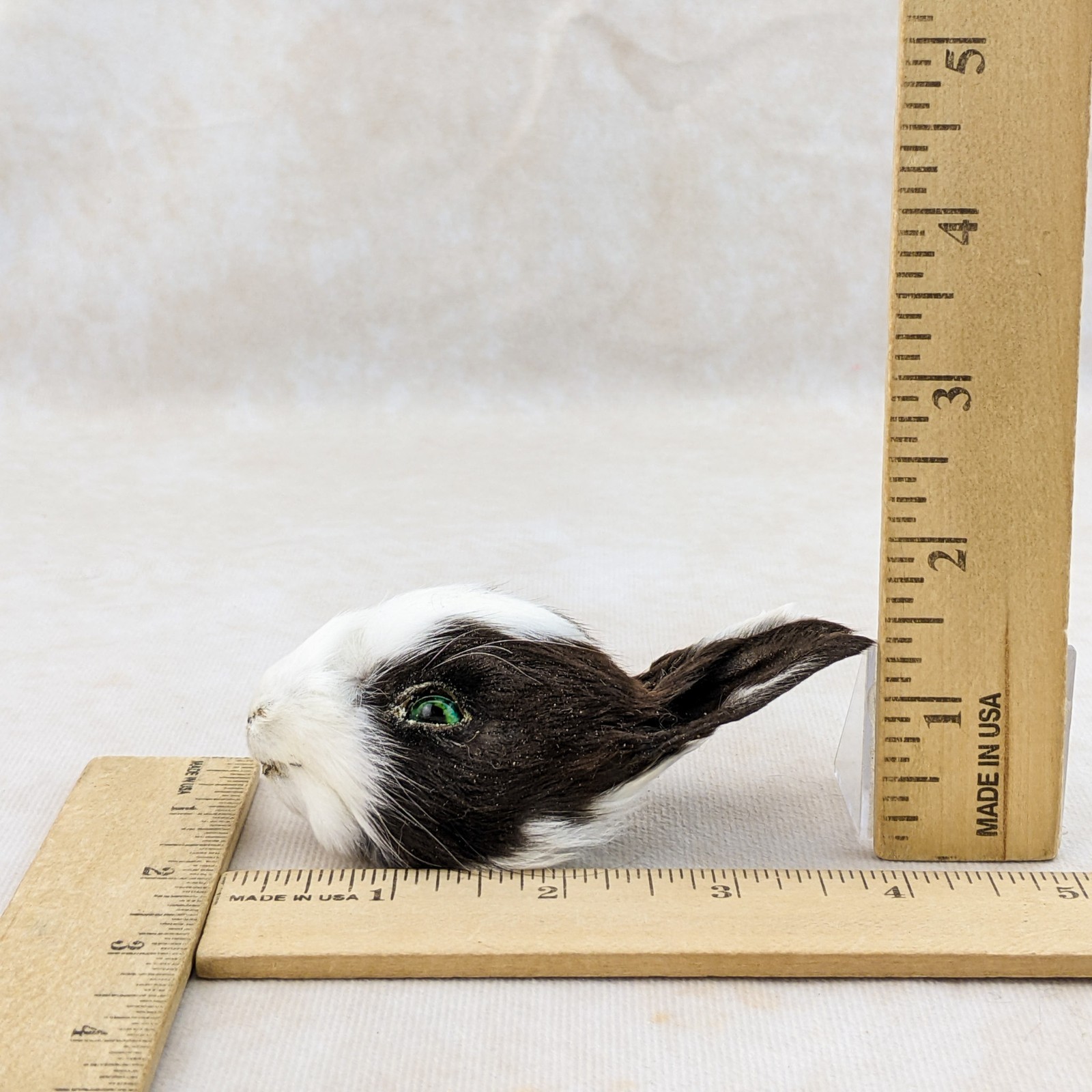 Bunny Rabbit Head for crafts Specimen Taxidermy Oddities craft gift collectible