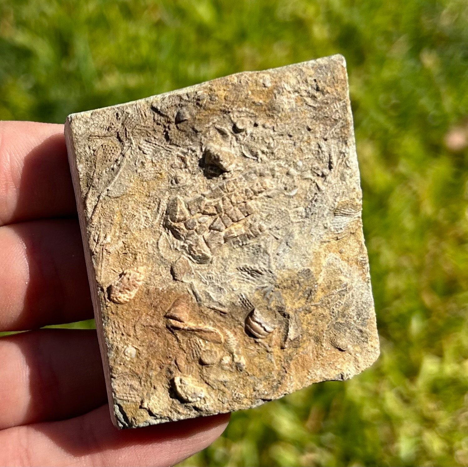 Alabama Fossil Crinoid in Matrix Pentaramacrinus Mississippian Age