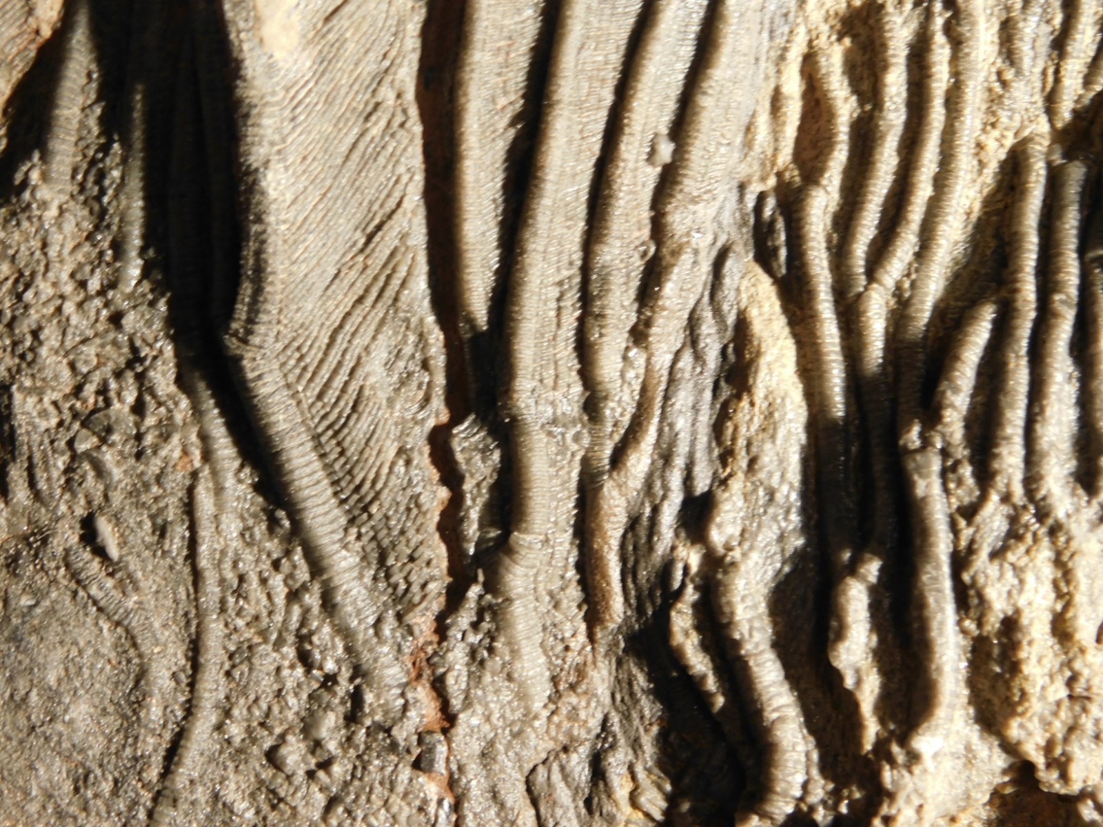 BIG! 430 Million Year Old! CRINOID Fossil or Sea LILY Fossil Morocco 1570gr
