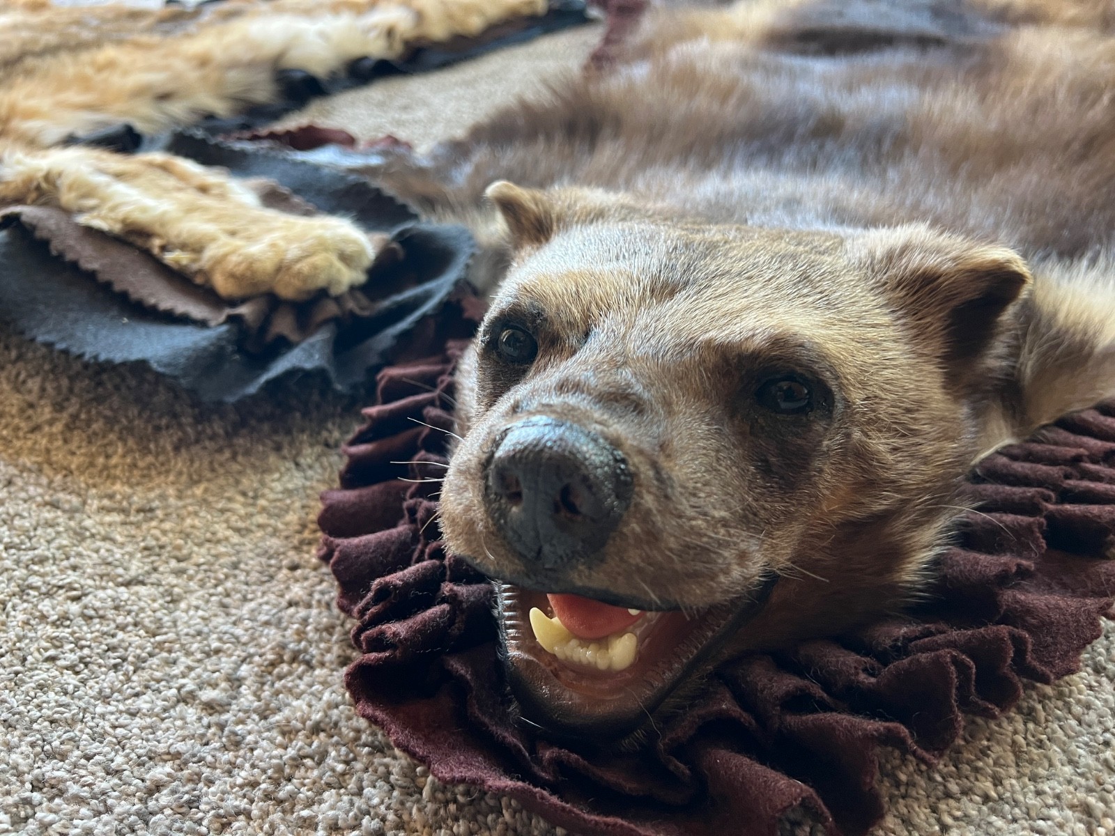 WOLVERINE Full Skin Rug Mount CANADA - Alaska Taxidermy Open Mouth Vintage