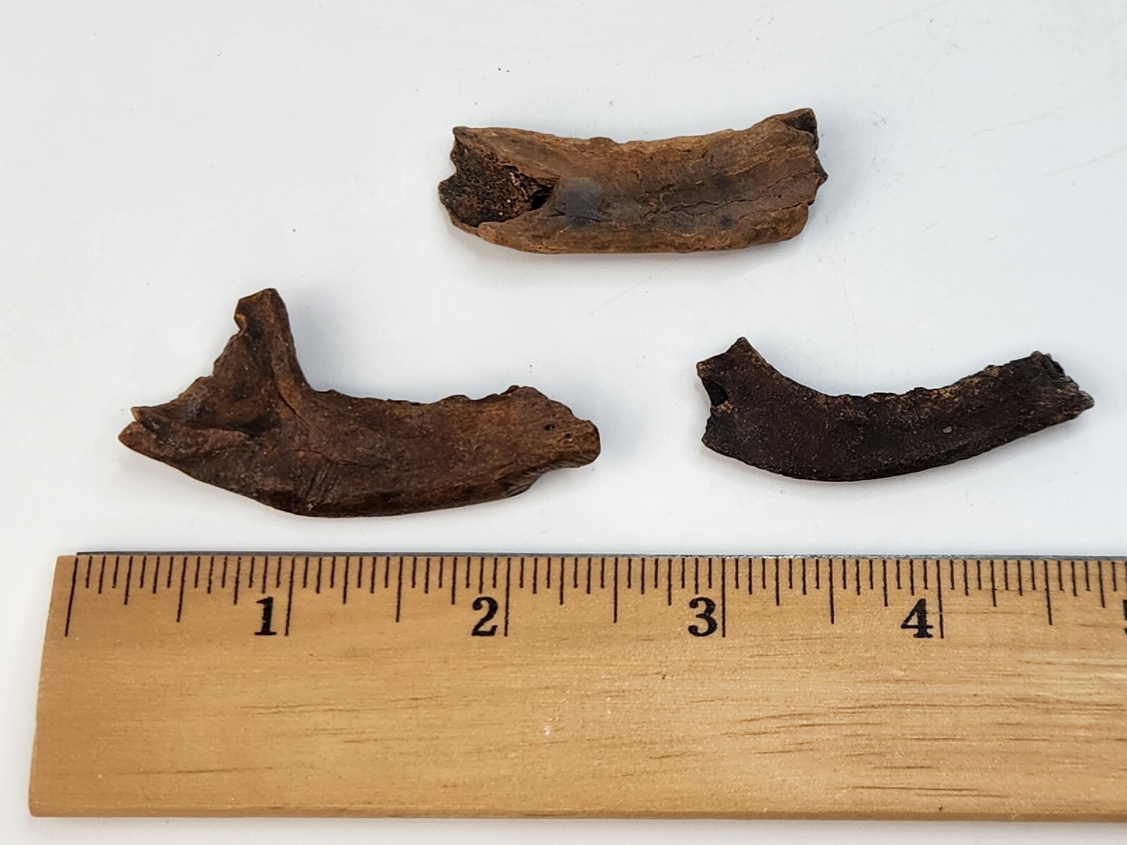 Mammal Jaw Fossil - Florida - Pleistocene Ice Age - 1 Per Purchase