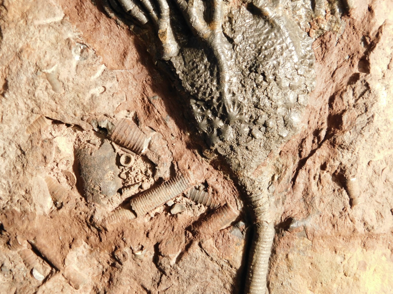 Big! 430 Million Year Old! CRINOID Fossil or Sea LILY Fossil Morocco 1686gr