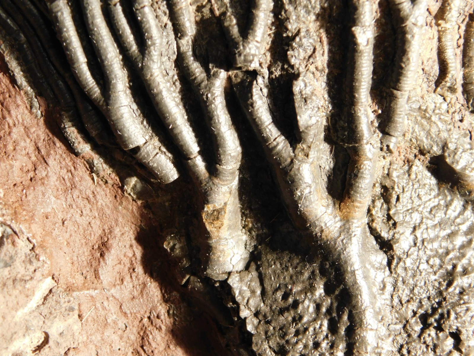 Big! 430 Million Year Old! CRINOID Fossil or Sea LILY Fossil Morocco 1686gr