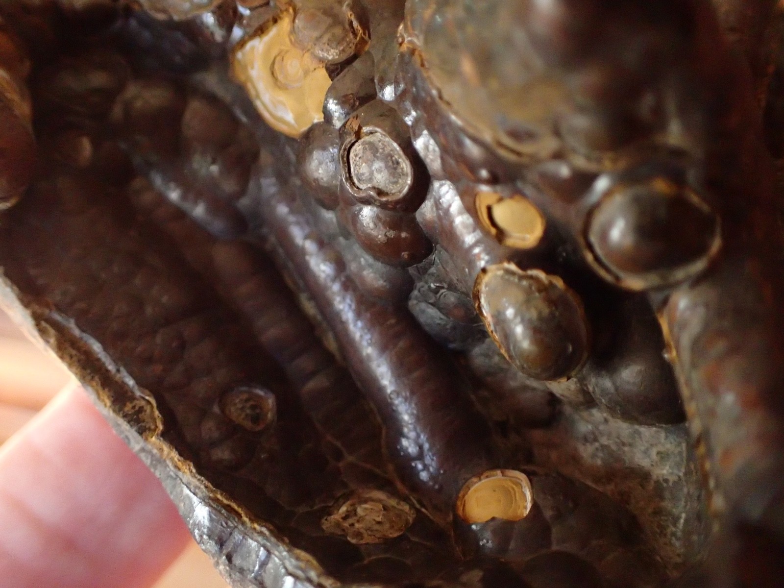 Botryoidal Fossil Coral Geode Fragment GA Agate Amber Cabbing Specimen WC58