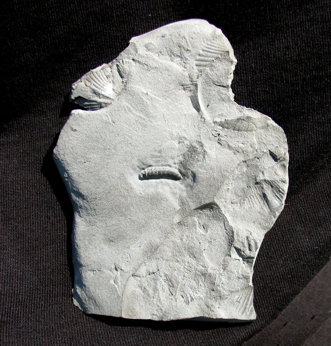 EXTINCTIONS- EXTREMELY RARE DETAILED SILURIAN ARMORED WORM MACARIDIAN- NEW YORK!