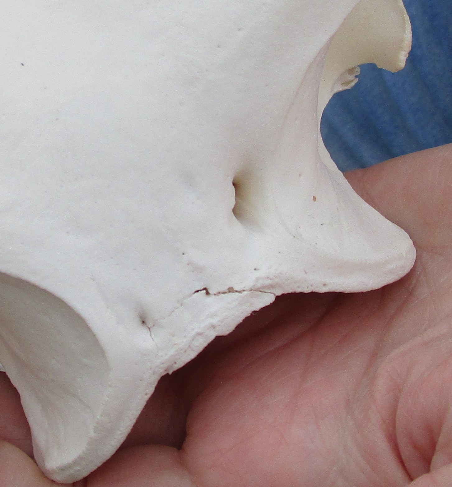 Real South African Warthog Skull w/7 inch teeth taxidermy #51360