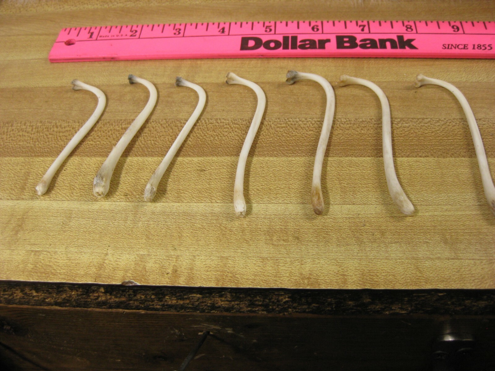 Raccoon Baculum Bone You Are Buying 1 Bone Only