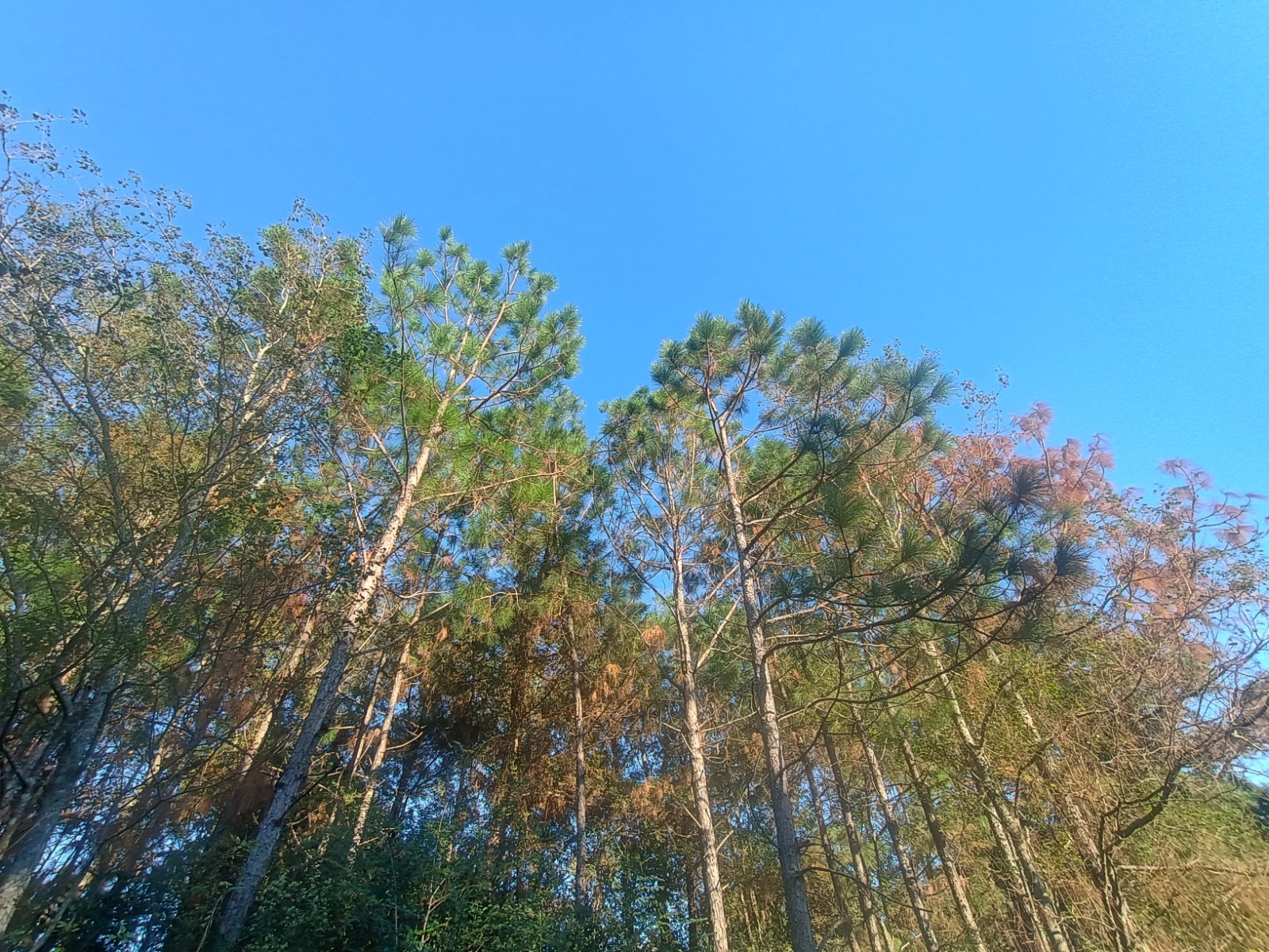 Louisiana Cajun Native LongLeaf Pine Needles 2 Pounds Garden Mulch Art Craft⚜️