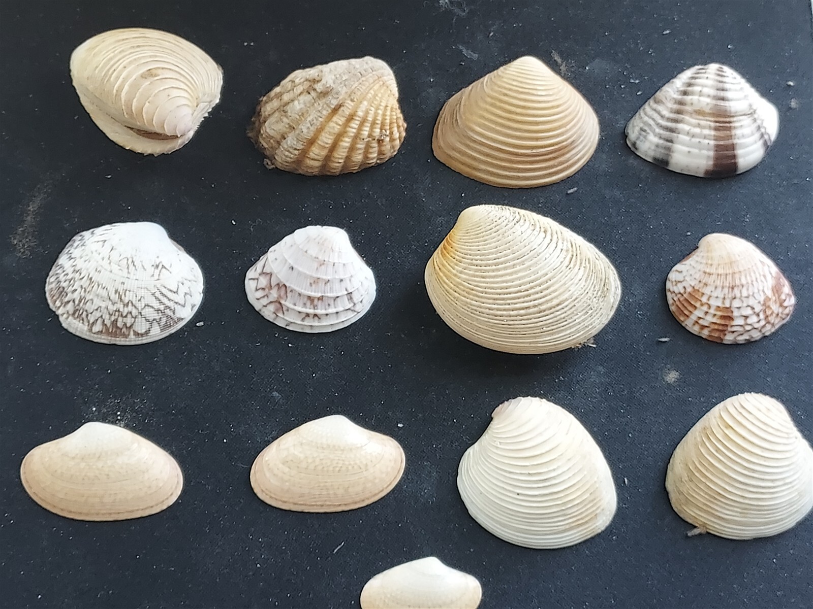 #Q200 Nice mix of all different, attractive, approx. 22-44mm Clam shells