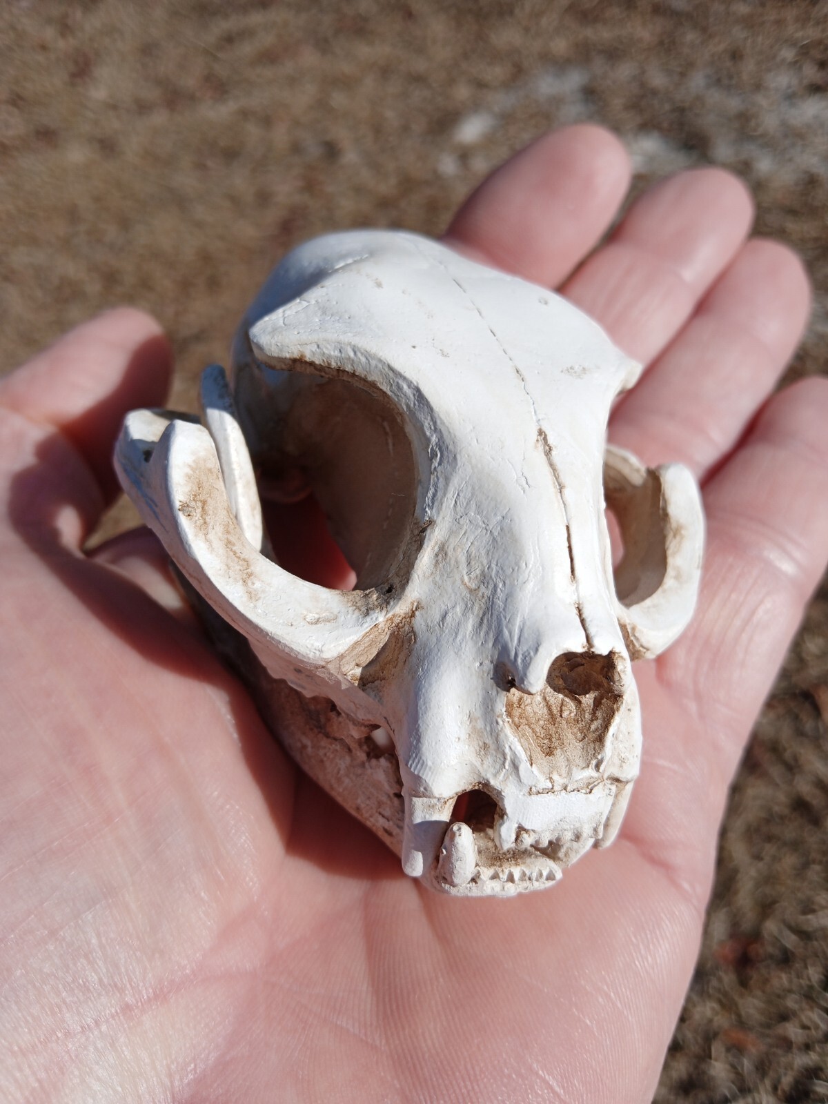 High Quality Replica Resin 😺 Cat Skull. Beautiful Display Cat Skull. Y3